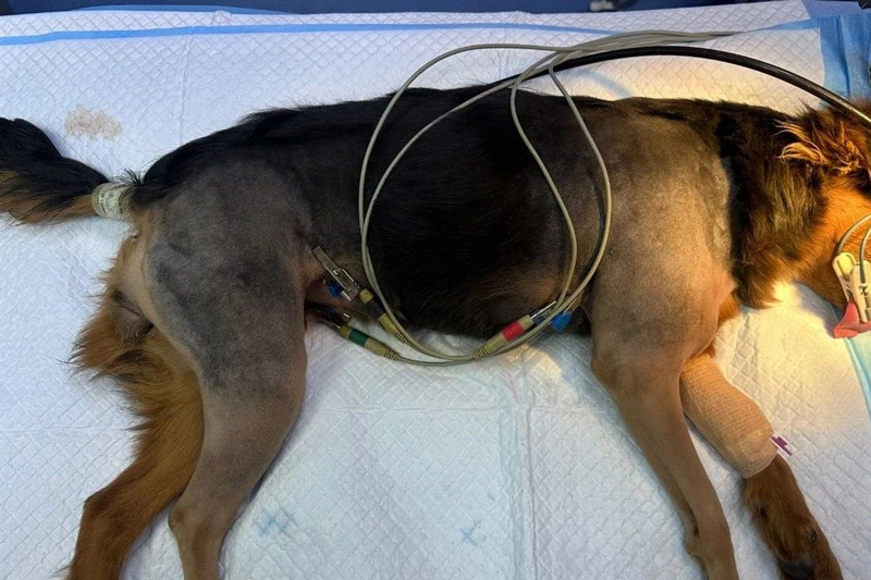 Surgical case of a pet dog with ipsilateral humeral and tibial fractures